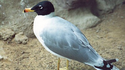 У погибших в Атырау чаек выявили птичий грипп