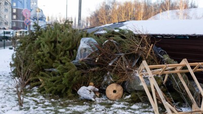Жители Алматы могут сдать живые ели в зоопарк