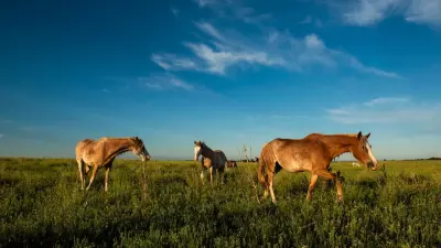 Кража 16 лошадей под Астаной: подозреваемым оказался глава крестьянского хозяйства