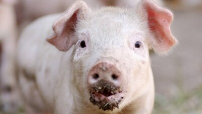 "Исторический момент". Первый человек, которому пересадили свиную почку, выписан из больницы