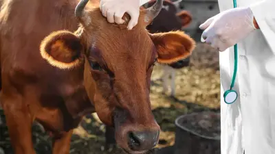 Сенатор Айткенов: Из-за отсутствия контроля в продажу может попадать заражённое бруцеллёзом мясо