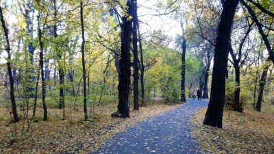 Более 3000 деревьев планируют вырубить в роще Баума