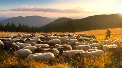 Чабаны с 55 лет смогут получать соцвыплаты – правительство одобрило проект