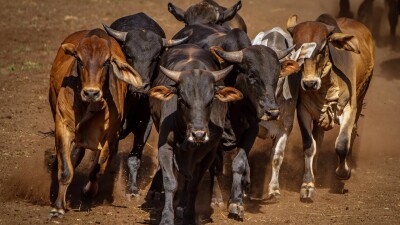 Минсельхоз обновил квоты на вывоз бычков и ягнят из Казахстана