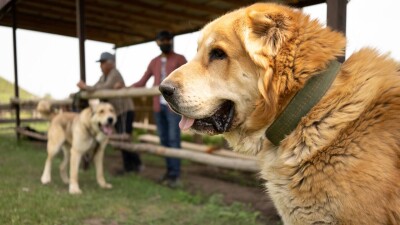 "То, что они не признаны в мире, не означает, что их нет". Выставка племенных пород казахских собак прошла в Алматинской области