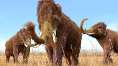 Учёные создали фрикадельку из мяса мамонта. Её вырастили из сохранившихся клеток