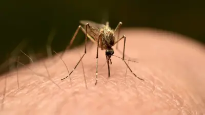 Комаров впервые обнаружили в Исландии
