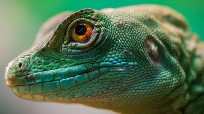 До 1000 рептилий ежегодно погибает в 35-километровой траншее в Туркестанской области