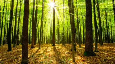 Работы по благоустройству рощи Баума в Алматы до сих пор не начались