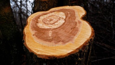 "Это был прекрасный сад". В предгорьях Алматы незаконно срубили более 20 деревьев