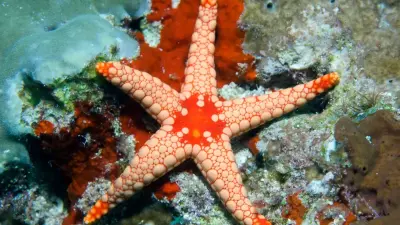 Учёные разгадали тайну гибели более 5 млрд морских звёзд в Тихом океане