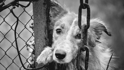 За счёт бюджетных средств Астаны в Косшы построят государственный приют для собак