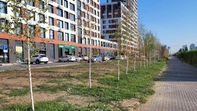 В Астане акимат не следил за поливом берёз на проспекте Туран, а осенью посадит ещё 3000 деревьев