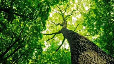 500 тенге на 2 года за дерево. Что изменится в высадке зелёных насаждений в Алматы