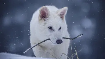 Учёные создали трёх щенков, используя геном вымерших более 10 тысяч лет назад волков