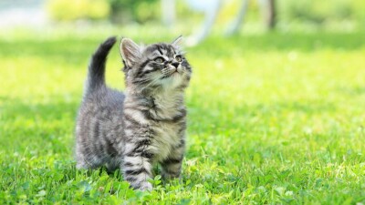 Полиция Актау ищет живодёра, который изувечил котёнка