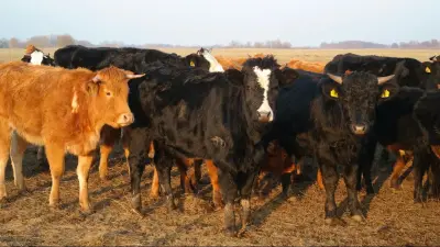 В соседнем с Казахстаном регионе Китая выявили вспышку нового для страны штамма ящура