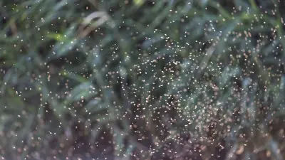 Нашествие мошкары в Туркестанской области: ответственному за дезинсекцию подрядчику выписали штраф