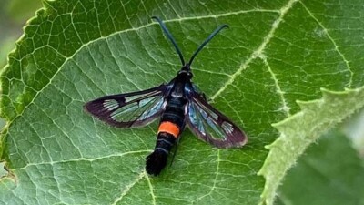 Бабочки-вредители атаковали яблоневые сады Алматинской области