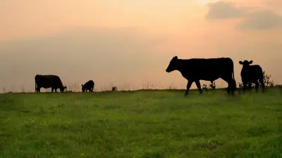 Сотрудников ветслужбы осудили за хищение субсидий на несуществующий скот в Туркестанской области