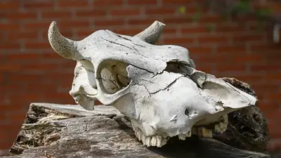 Массовые нарушения при захоронении павших животных выявили в Алматинской области