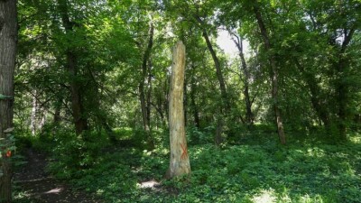 Общественные слушания по вырубке деревьев в роще Баума в Алматы пройдут онлайн