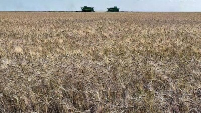 "Рискуют потерять урожай". Какую помощь МСХ окажет фермерам Костанайской области