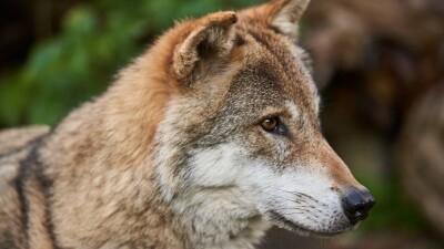 Полицейские убили волка, который покусал двух женщин в Каркаралинске