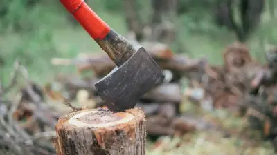 В Павлодарской области лесничий попался на незаконной вырубке деревьев