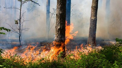 Природный пожар локализовали в Жамбылской области