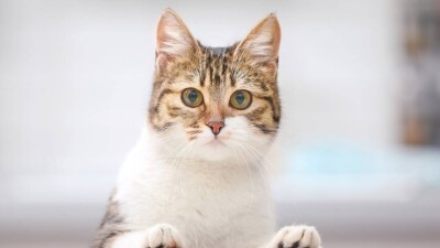 Учёт кошек и собак: участковые не будут ходить по квартирам для выявления незарегистрированных животных