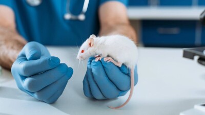 Учёные создали мышей с двумя отцами с помощью генной инженерии