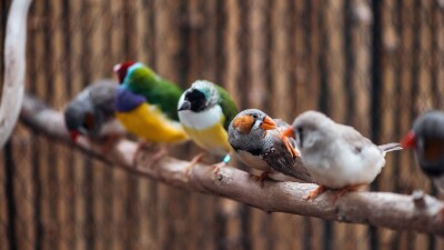 "Передаётся человеку и смертелен в 60% случаев". Штамм птичьего гриппа вызвал тревогу среди учёных