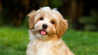 Парламент Южной Кореи принял законопроект о запрете торговли собачьим мясом