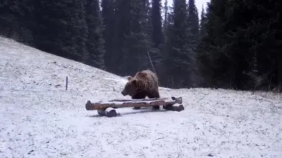 Редкий тяньшанский медведь попал в объектив фотоловушки на Кольсайских озёрах