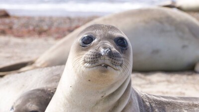 Может привести к экокатастрофе. В Антарктике от птичьего гриппа умирают тюлени, болезнь грозит пингвинам