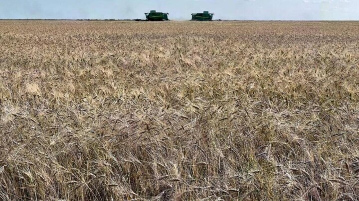 "Рискуют потерять урожай". Какую помощь МСХ окажет фермерам Костанайской области