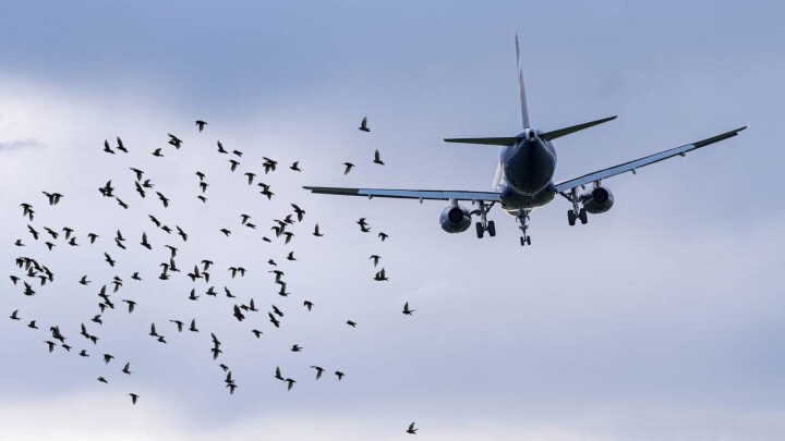 Самолёт FlyArystan столкнулся с птицами при вылете из Уральска