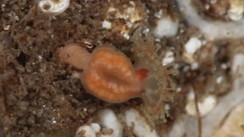 Depastrum cyathiforme / Фото Гая Фримана
