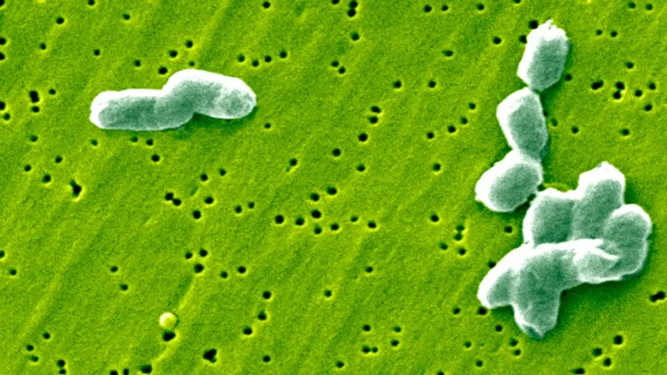 Бактерии Salmonella infantis / Изображение Depositphotos.com