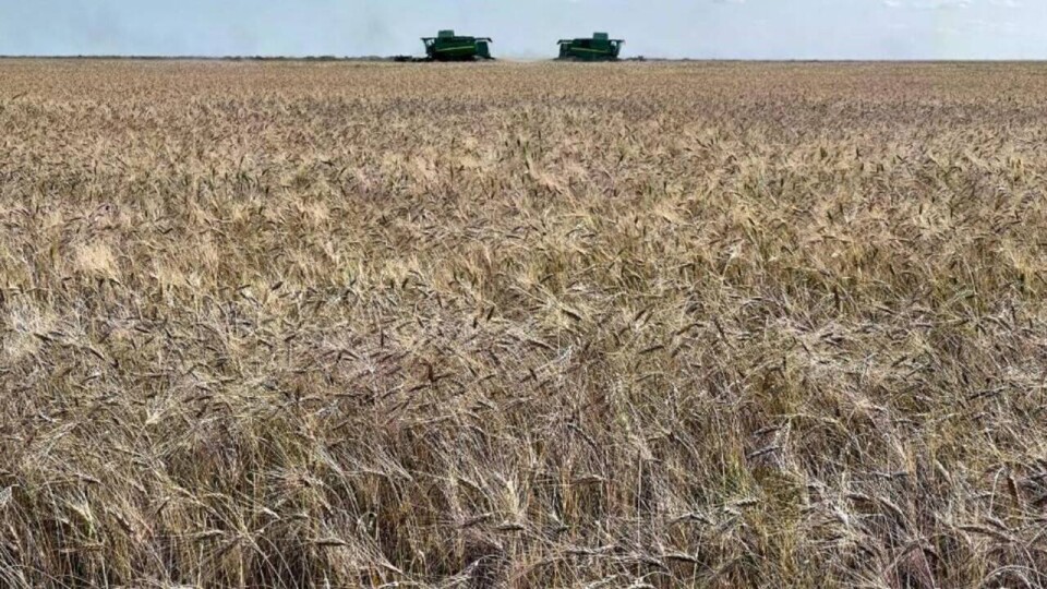 "Рискуют потерять урожай". Какую помощь МСХ окажет фермерам Костанайской области