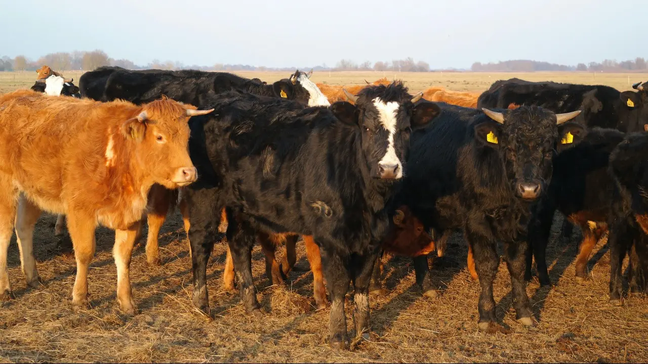 В соседнем с Казахстаном регионе Китая выявили вспышку нового для страны штамма ящура