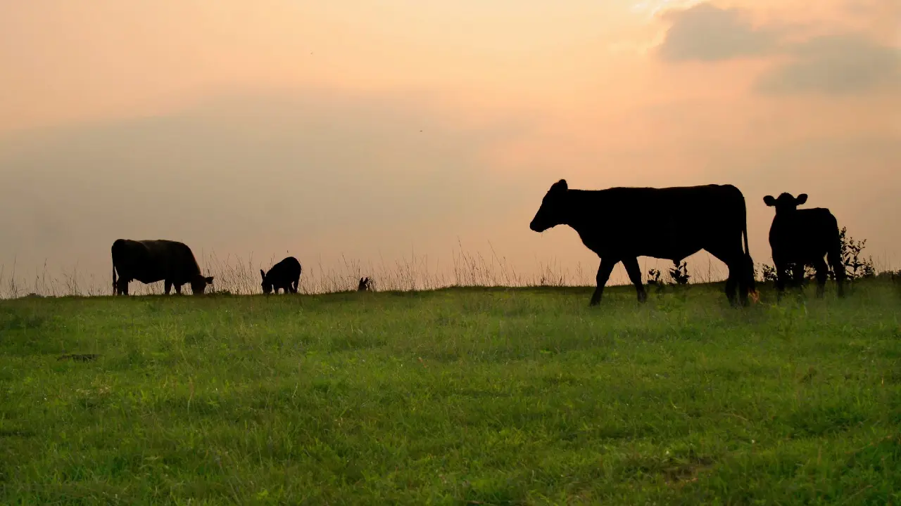 Сотрудников ветслужбы осудили за хищение субсидий на несуществующий скот в Туркестанской области