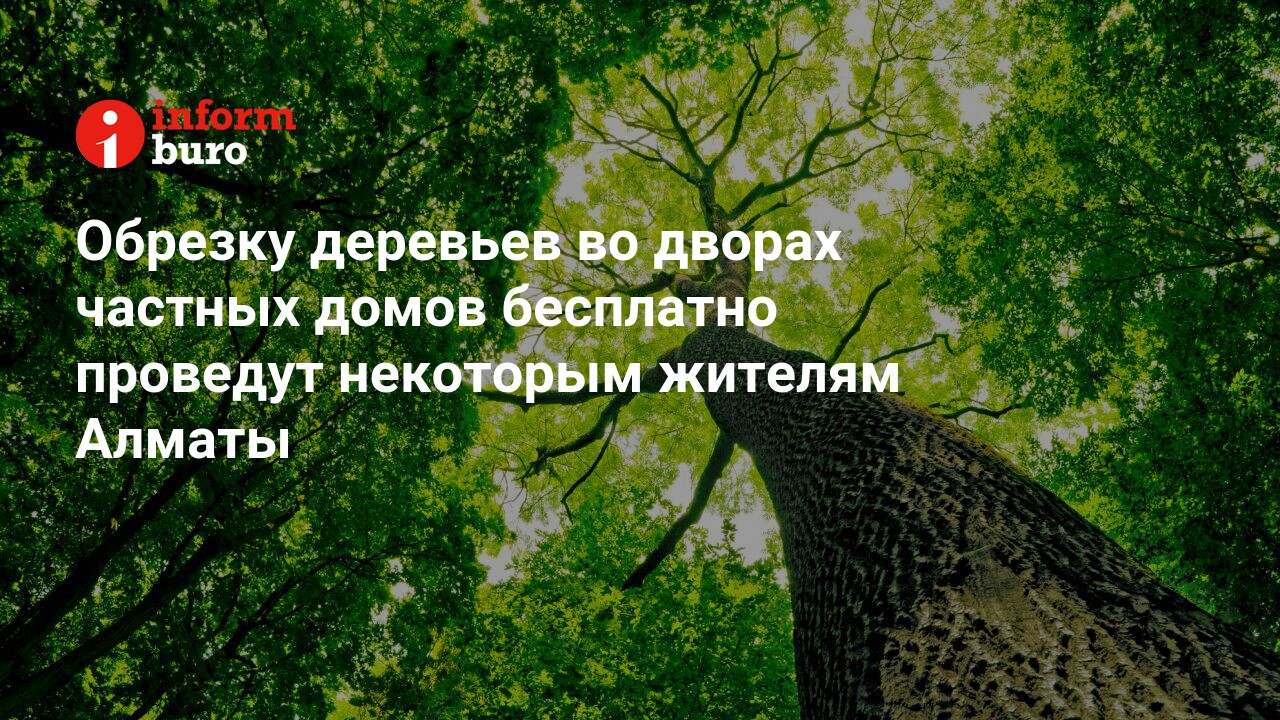 Обрезку деревьев во дворах частных домов бесплатно проведут некоторым  жителям Алматы | informburo.kz