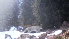 Снежные барсы попали в объектив фотоловушки на Кольсайских озёрах