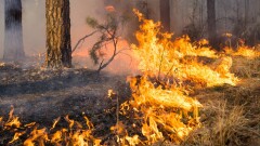 Дети устроили пожар в лесу в Павлодарской области