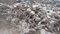 Свалку с останками животных требуют ликвидировать жители Жамбылской области
