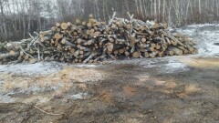 В национальном природном парке Бурабай незаконно вырубили деревья