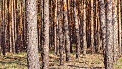 В "Семей орманы" вновь выявили факт хищения леса