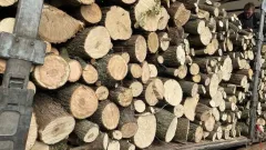 Зима близко: в какую сумму казахстанцам обойдётся заготовка дров?